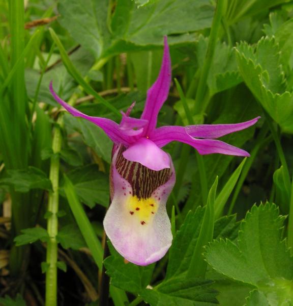 Calypso bulbosa