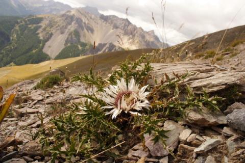 Carlina acaulis