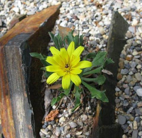 Catananche caespitosa