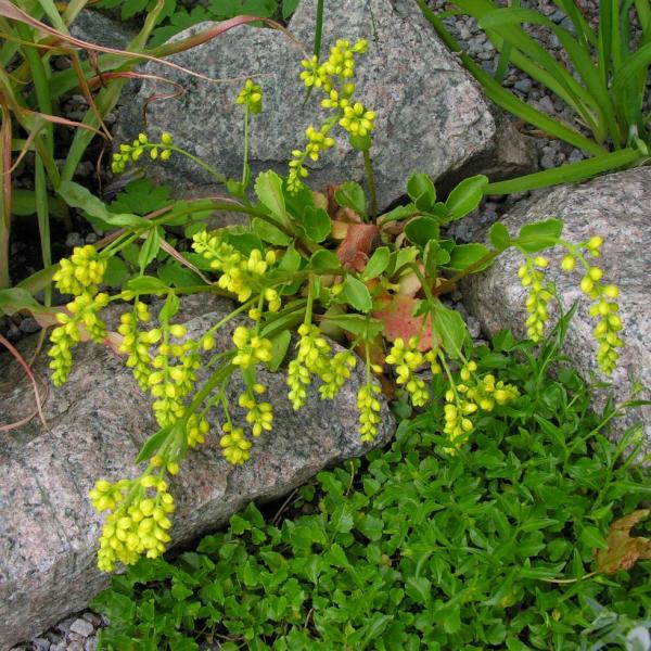 Chiastophyllum oppositifolium