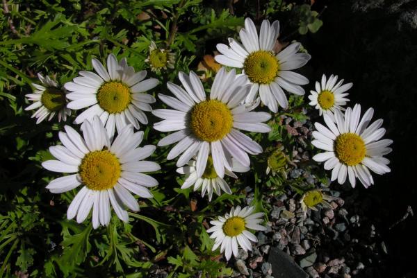 Chrysanthemum weyrichii 'White Bomb'