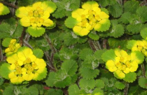 Chrysosplenium davidii