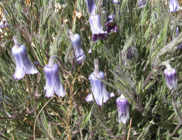 Clematis hirsutissima