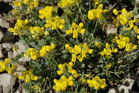 Coronilla vaginalis