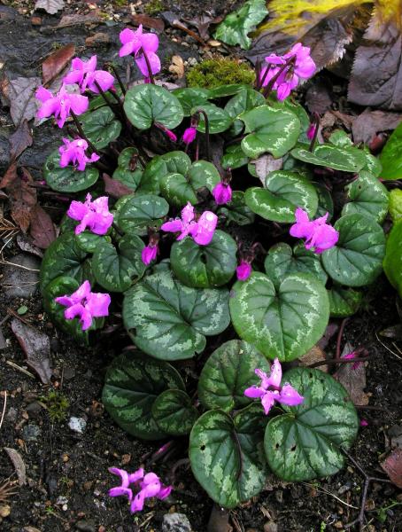 Cyclamen coum