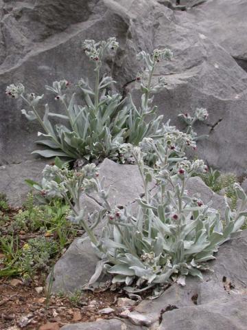 Cynoglossum cheirifolium