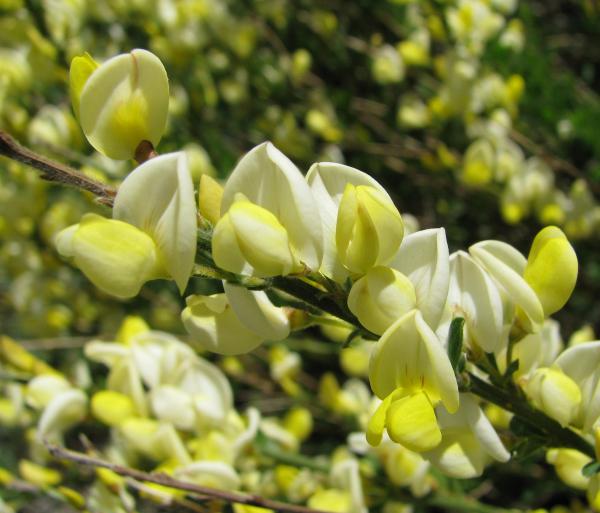 Cytisus X kewenensis