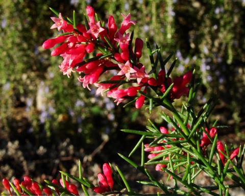 Colletia hystrix