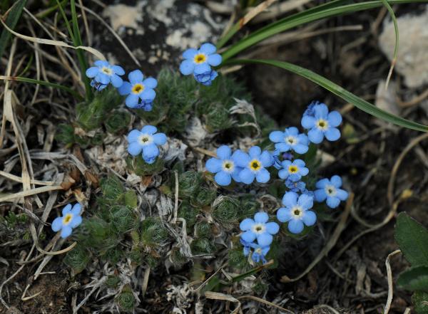 Eritrichium nanum