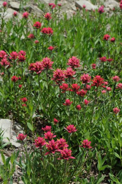 Castilleja miniata