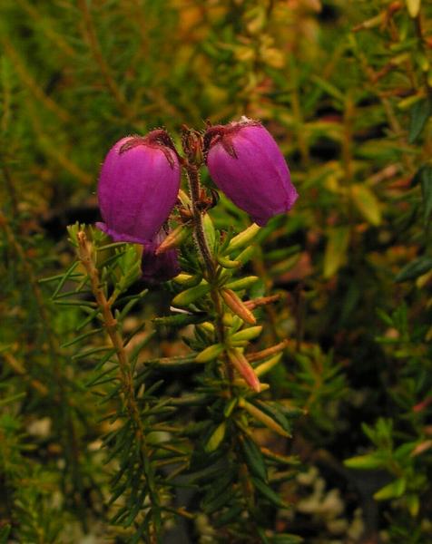 Daboecia catabrica 'Variegata'