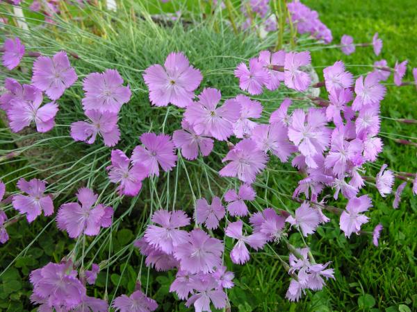 Dianthus freynii