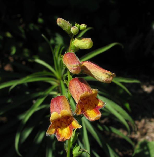 Digitalis obscura