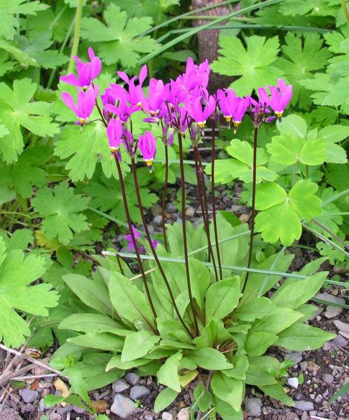 Dodecatheon meadia