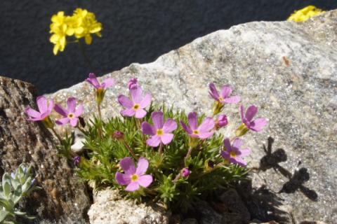 Douglasia montana