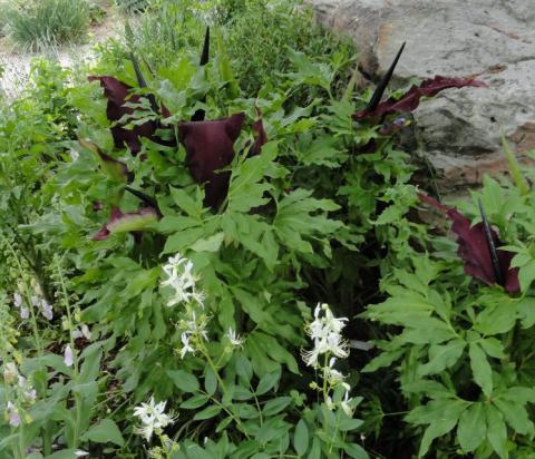 Dracunculus vulgaris