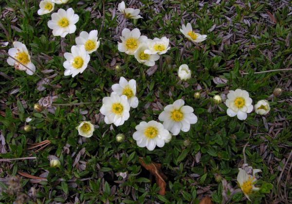 Dryas integrifolia