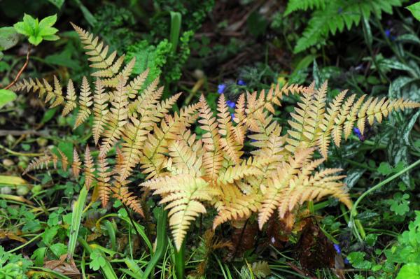 Dryopteris erythrosora