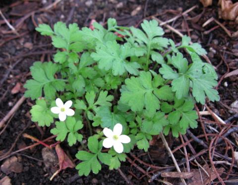 Ellisiophyllum pinnatum