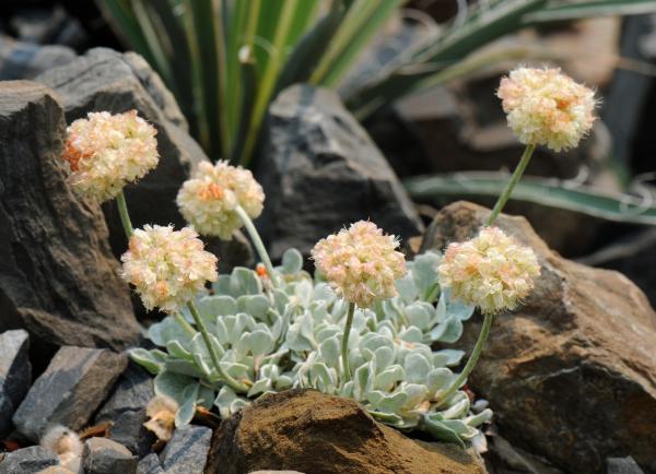 Eriogonum ovalifolium