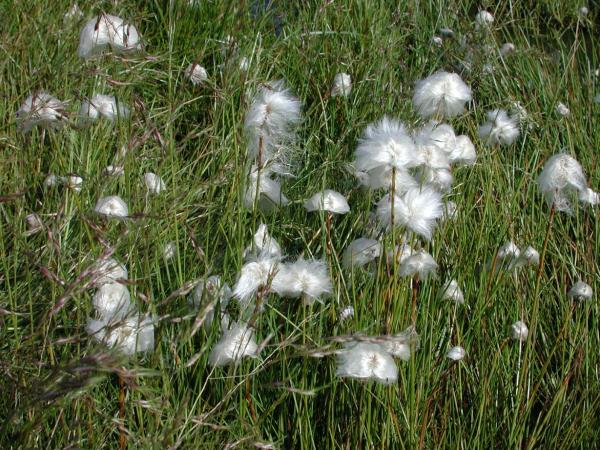 Eriophorum scheuchzeri