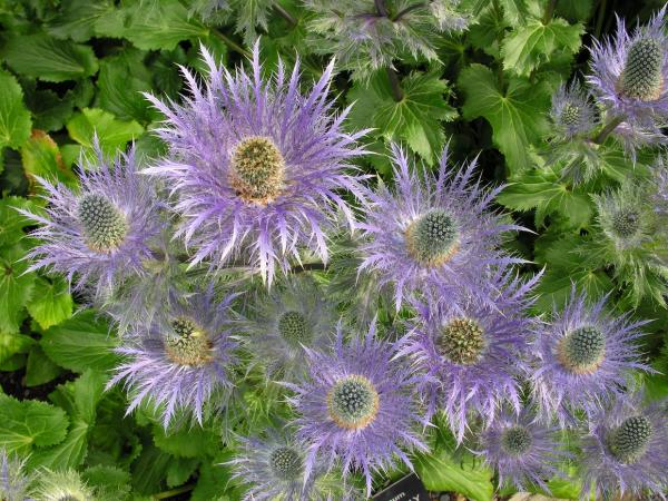 Eryngium alpinum