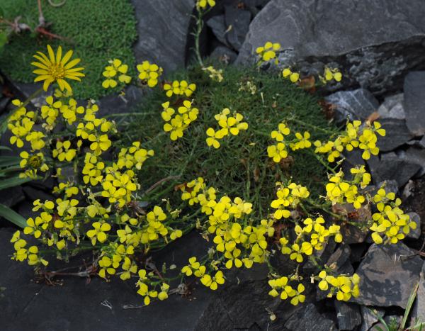 Erysimum caricum