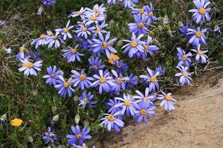 Felicia drakensbergensis