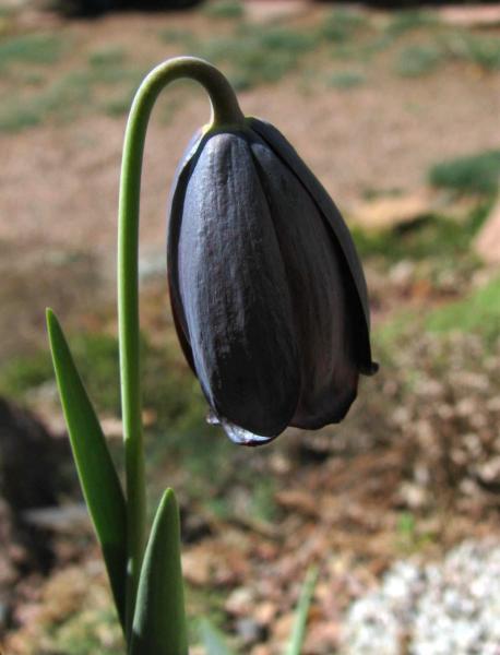 Fritillaria caucasica