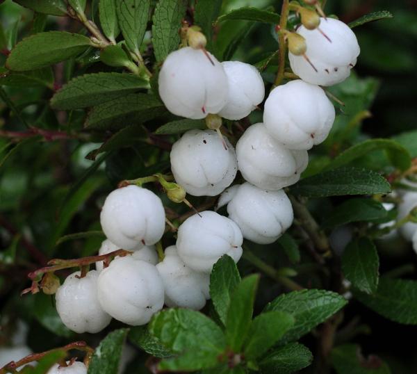 Gaultheria miquelliana