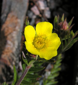 Geum rossii