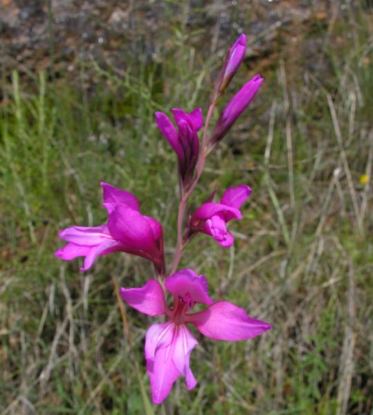 Gladiolus illyricus