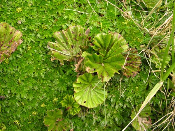 Gunnera aff. magellanica