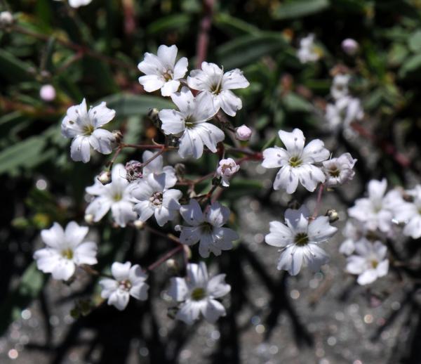 Gypsophila repens