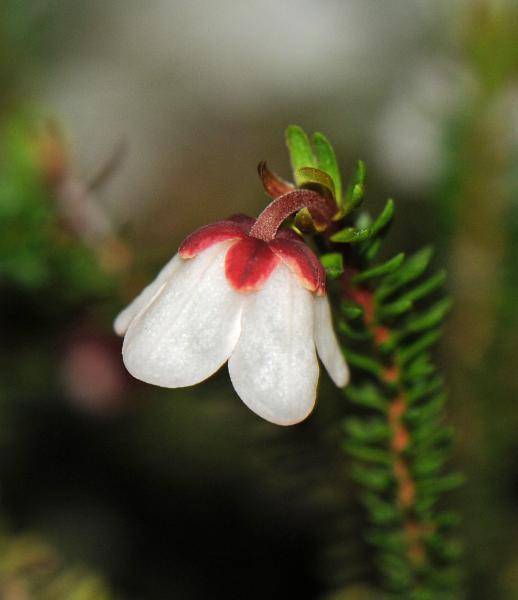 Harrimanella stelleriana