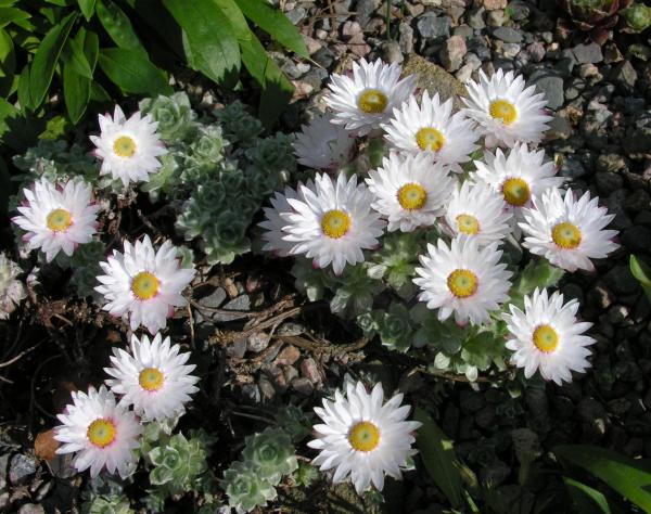 Helichrysum milfordiae