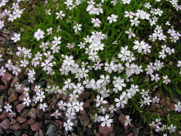 Heliosperma alpestre