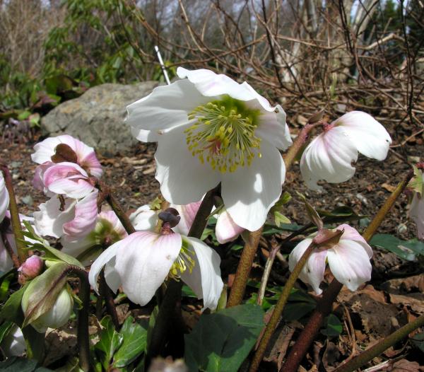 Helleborus niger