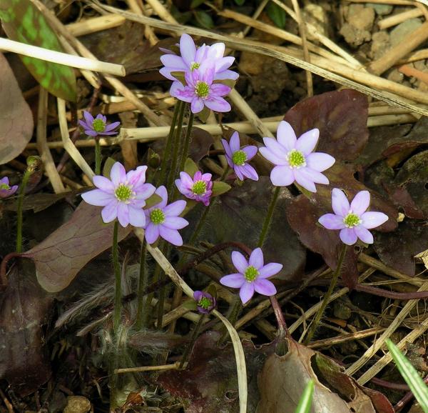 Hepatica nobilis