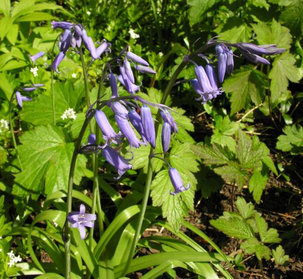 Hyacinthoides nonscripta