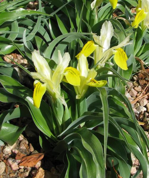 Iris bucharica