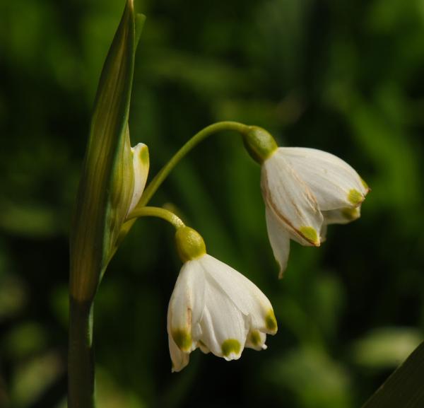 Leucojum vernum