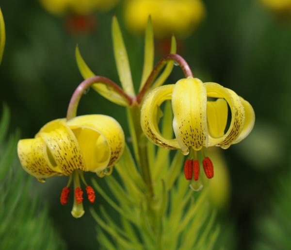 Lilium pyrenaicum