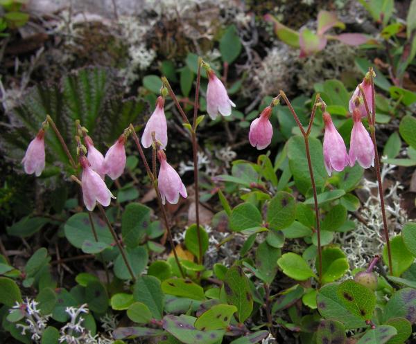 Linnaea borealis