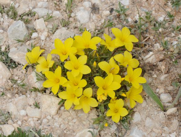 Linum elegans