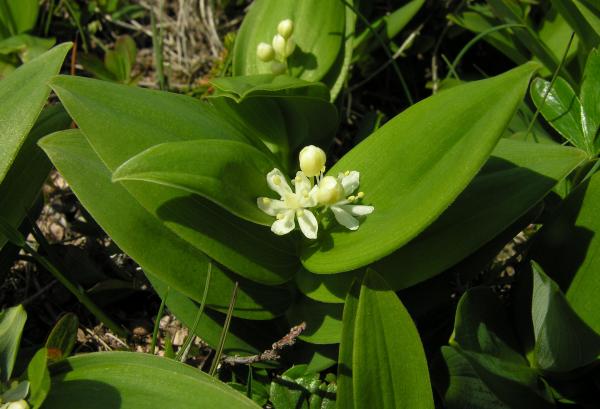 Maianthemum stellatum var. crassum