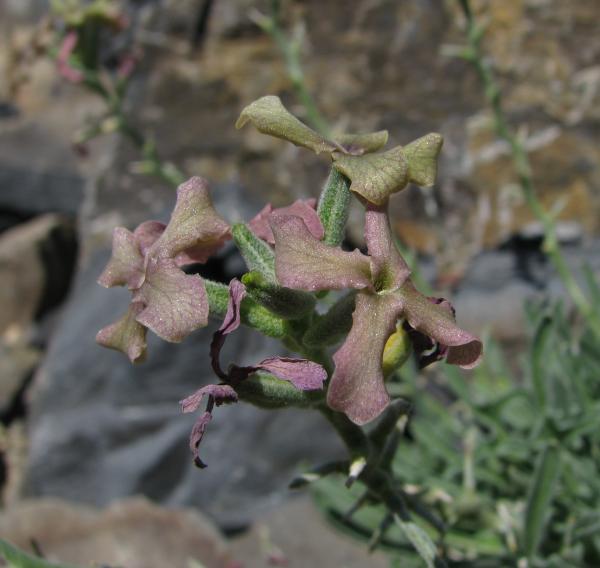 Matthiola trojana