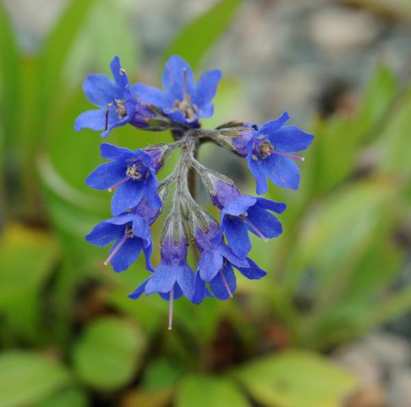 Mertensia primuloides