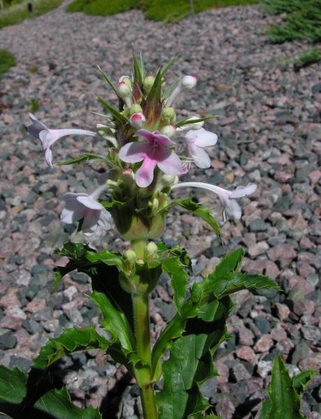 Morina longifolia