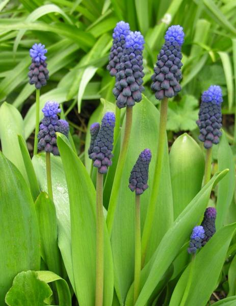 Muscari latifolium